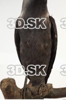 Jackdaw - Corvus monedula 0032